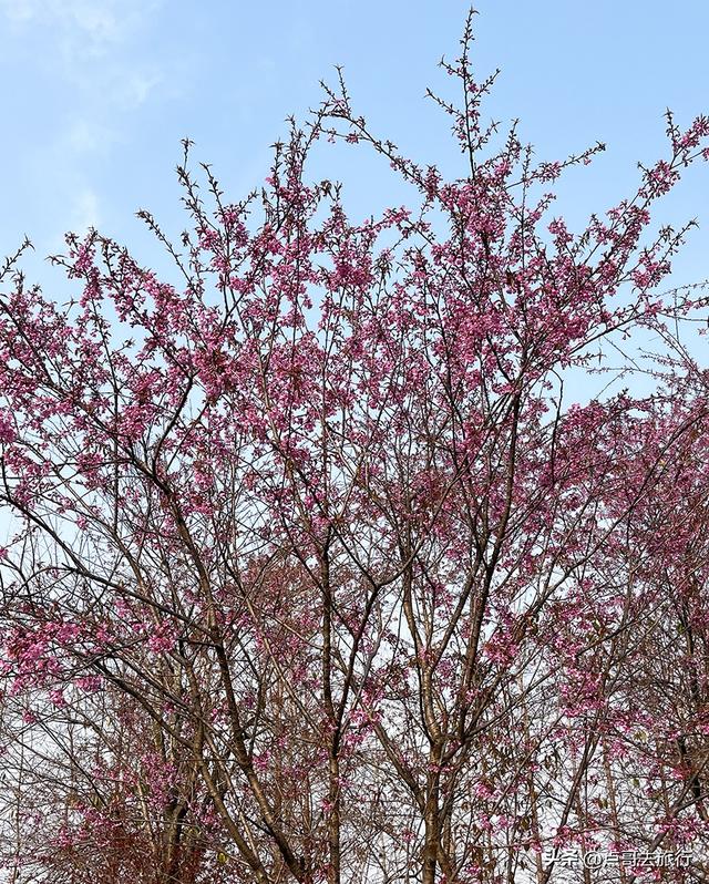 成都最大规模冬樱花开了，1000多株，惊艳壮观，免费，地铁直达！