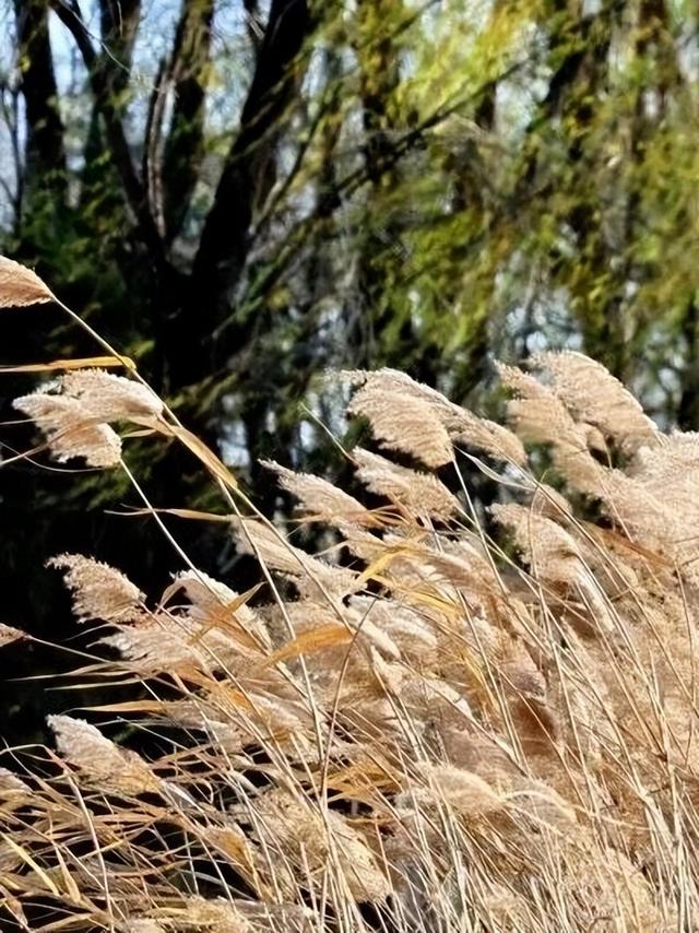 冬日必追！颐和园“奇观”上线！雪场开业有免费！