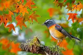 两鸟进家门，不富也添喜，哪2鸟？两鸟进宅，无祸也有灾，哪2鸟？图片