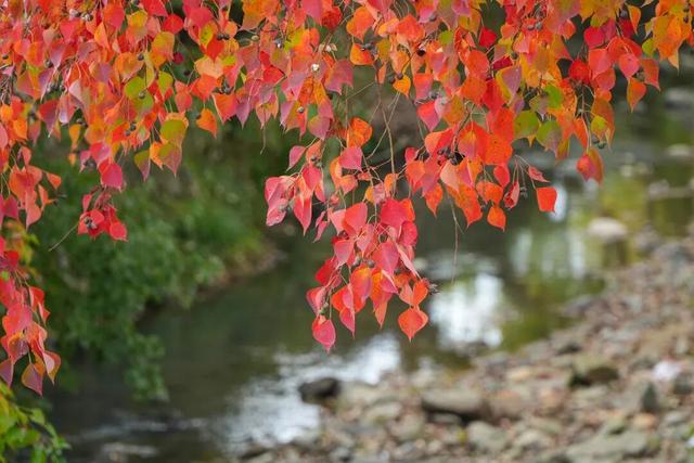 11月去塔川，邂逅乌桕树的“三级变色”，每棵树都是流动的油画