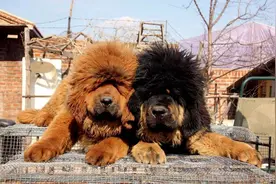 超百万只猫狗，从“钢城”卖到全国图片