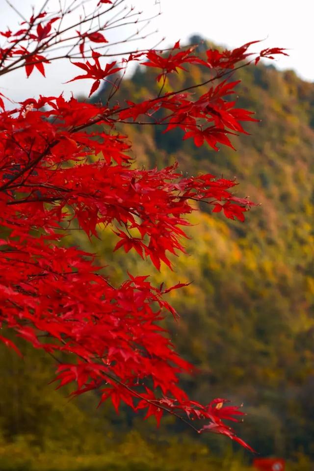 划得来！秋天来西岭雪山看彩林，门票直接免了！