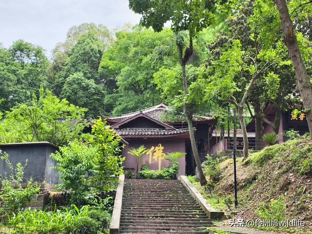 成都徒步（64）·新津篇③观音寺