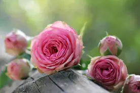 生儿育女有什么意义，过了六十岁，你就明白了图片