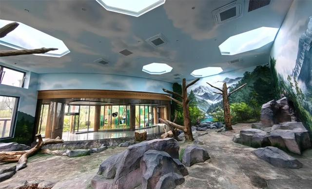 中国大熊猫保护研究中心绵阳基地试运行 13只大熊猫入住新家