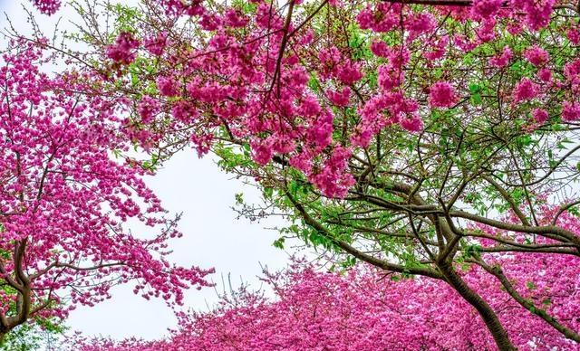 比日本浪漫，比韩国绚烂，国内这10个最美的赏樱地，你去过几个？