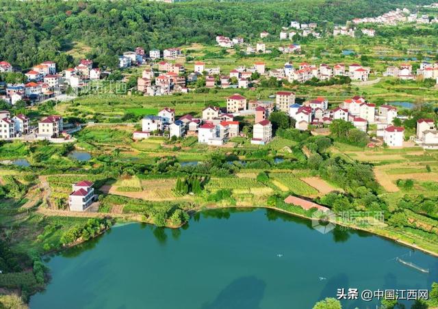 泰和：生态田园风景如画