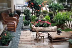 5种果树，养院子里，好吃好养又吉祥，人旺财运旺图片