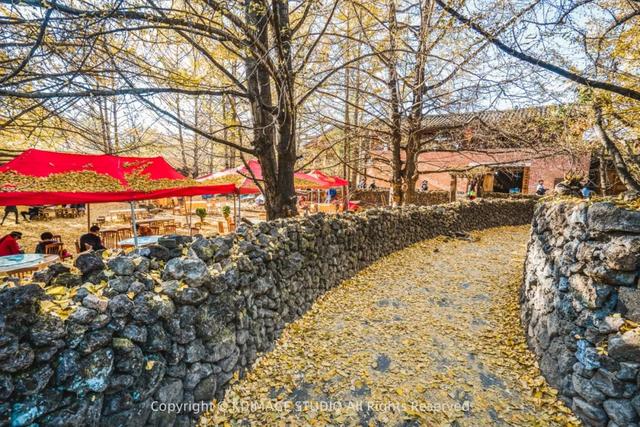 我愿称腾冲为秋季的天花板！银杏、温泉、古镇，来过的人都不想走