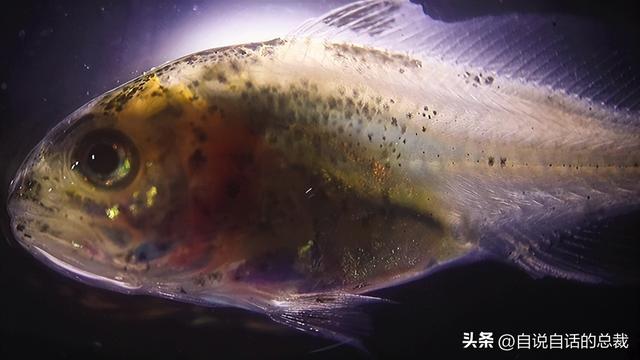 花胶能熬没了吗 2026年花胶能熬没了吗图片