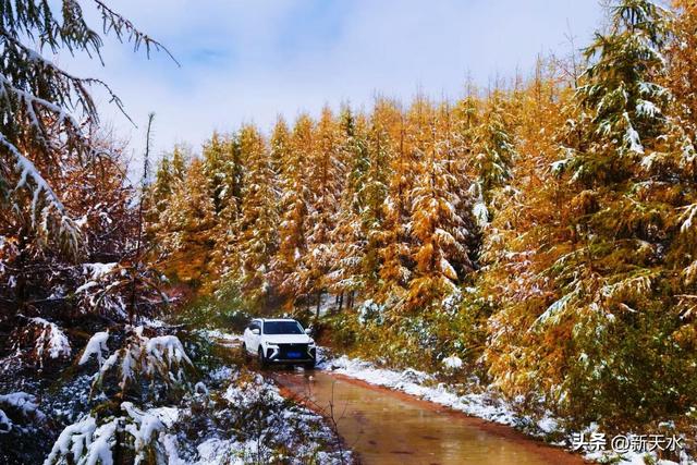 武山县四门麦山：秋红映雪
