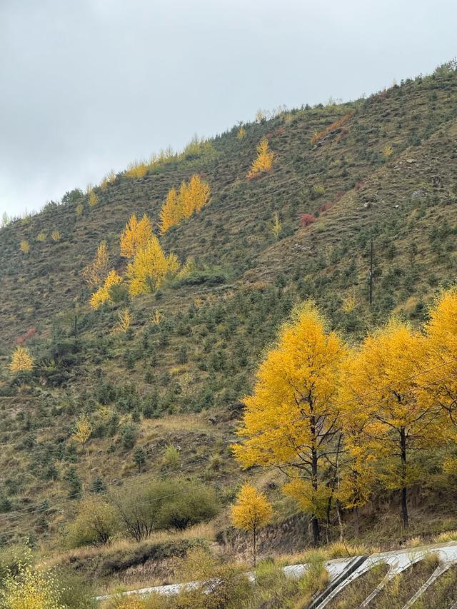 【秋驾长江】我从极高海拔地区玛多首场大雪中走出