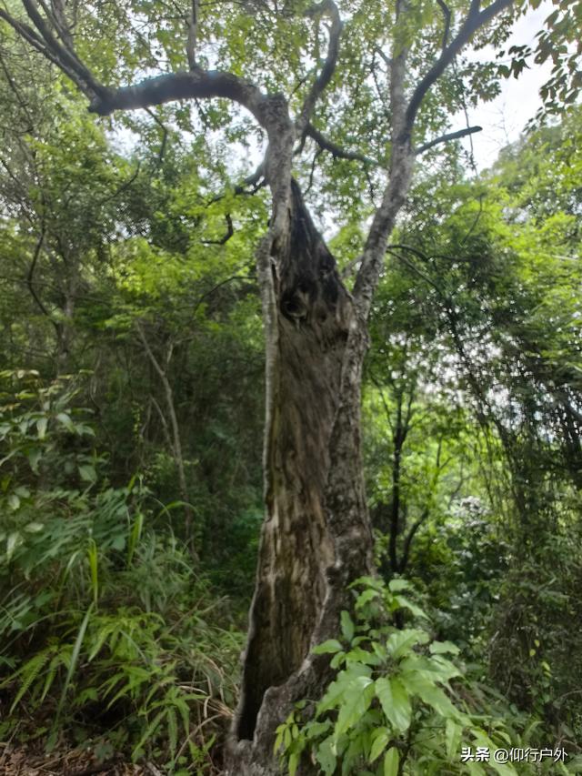 丰顺丰良客潮古驿道 丰良斜塔徒步