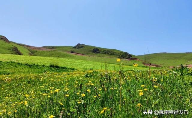 千年药乡•康养宕昌 | 别等！宕昌大草原的“绿毯”要收了，现在打卡正当时