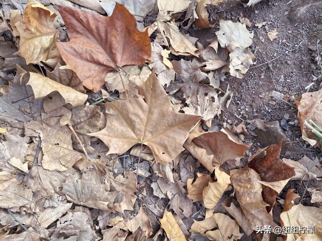 为看金黄美景和红墙，我来北碚静观走一趟，在塔坪寺和思乡台公园