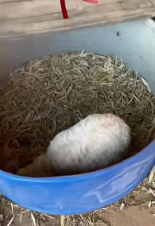 宁夏装死小羊晕倒原因解密	，孩子衣服成关键线索，真相太心酸