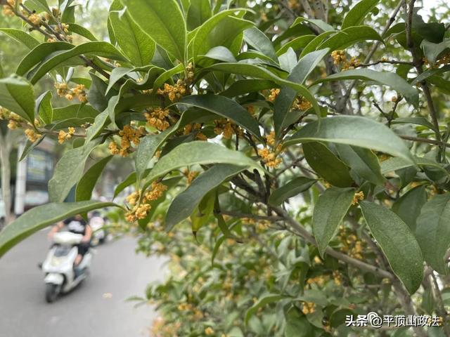 开了,开了!平顶山最香的时候到了