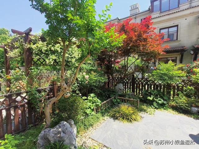 苏州天平山红叶爆火？我躲进姐姐家的“中国红枫秘境”偷个闲