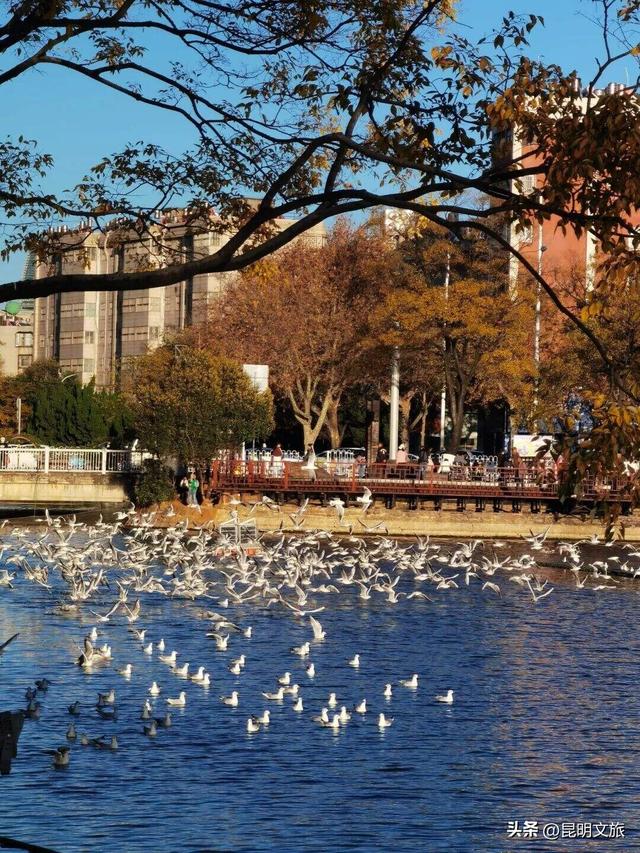 西山赏杏观鸥全攻略！40载人鸥情缘！3+8+N玩法承包冬日浪漫