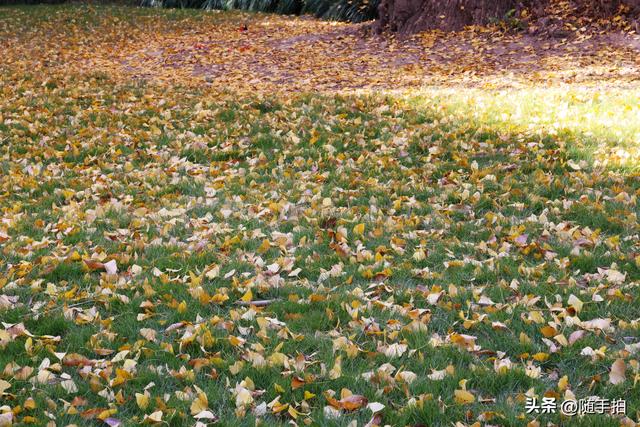 又是一年银杏璀璨时,上海闵行一棵300余年古银杏树进入醉美时刻