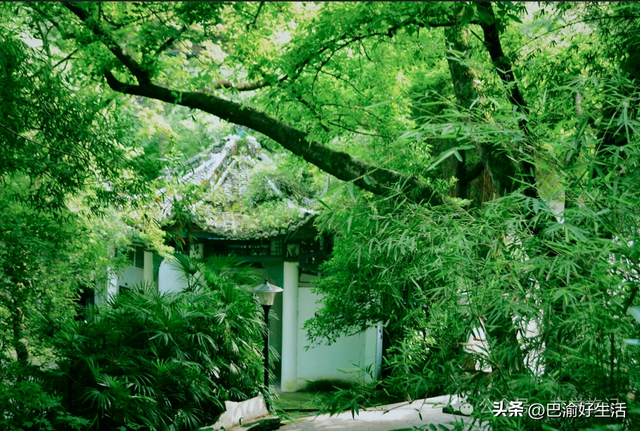 北碚公园竟是"大熊猫"命名地，原来藏着这么多秘密