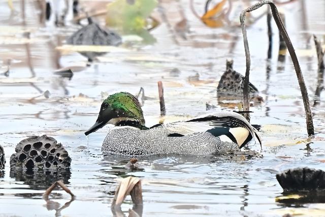 免费！无锡“巨无霸”公园火了