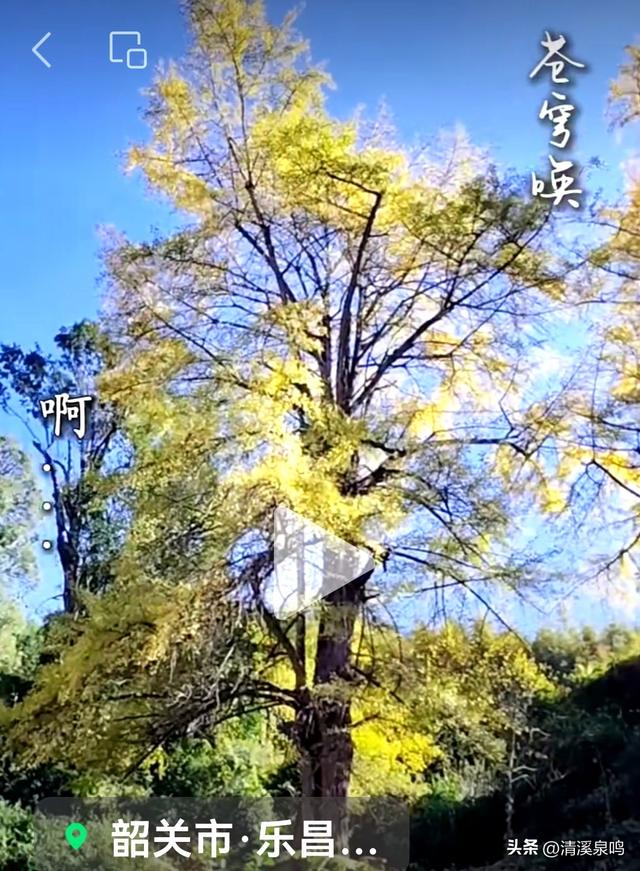 九峰大廊古银杏：岁月的金黄絮语