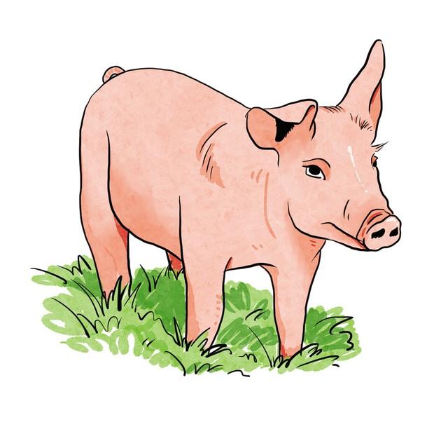 属猪人听好：1月下旬有人必须“走”，不是坏事	，是你开挂的开始