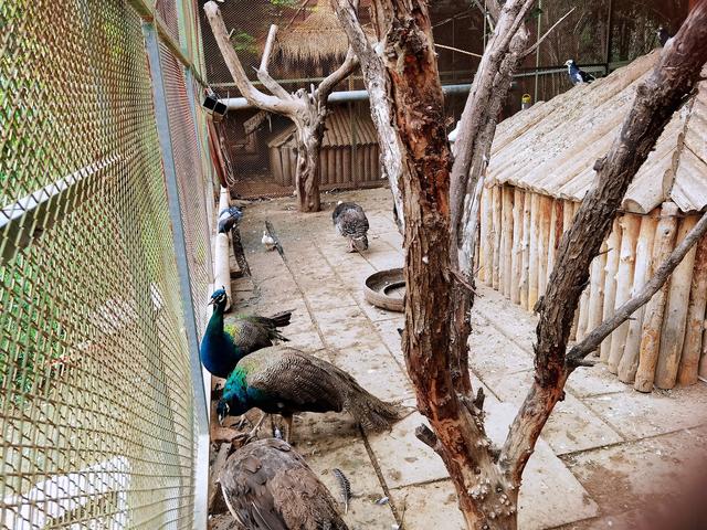 渔夫山寨的虹鳟金鳟鱼