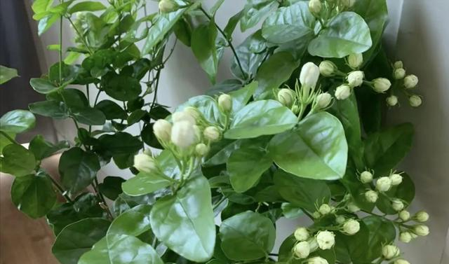 2毛钱的小药片，扔到花盆里，叶片疯长，满枝花苞！