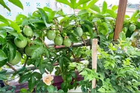阳台种百香果，从一颗种子到满架果实，全家果茶喝到爽！图片