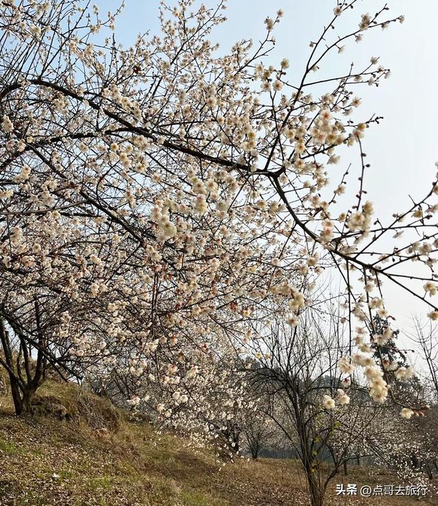 成都3000亩梅林开花了，被称为成都“小林芝”，非常震撼，免费！
