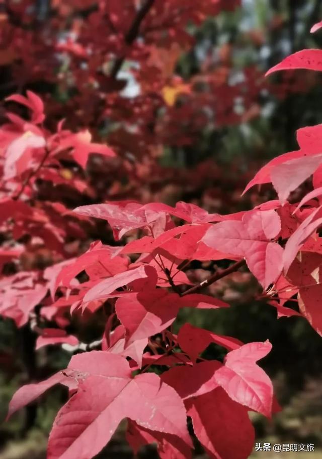 昆明西山绝美“枫”景上线!200亩的红叶秘境已进入最佳观赏期