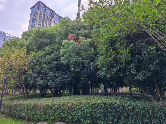 杭州“河边赏桂地图”来了