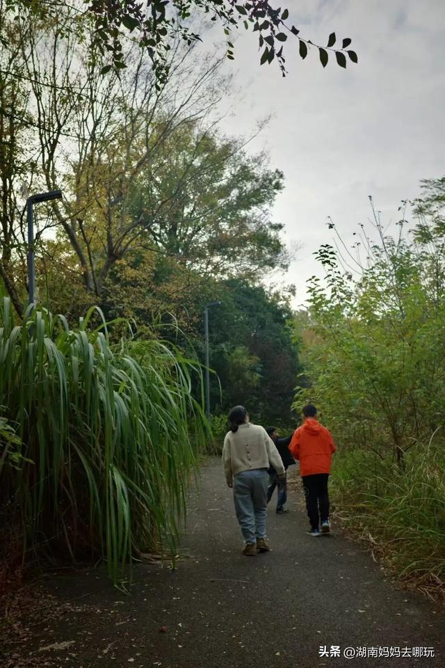 冬日遛娃就去长沙“济州岛”！水杉染红，芦苇摇浪，0元解锁 “橘子海” 日落