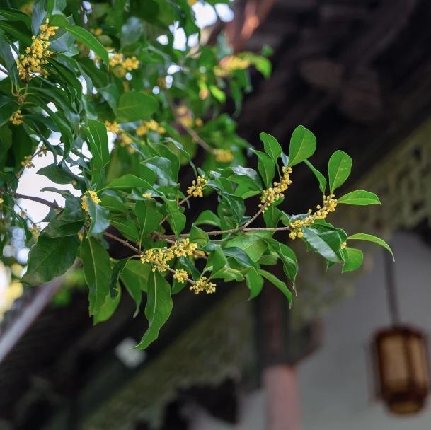 无锡往事：《游惠山的“酥糯香甜”》（作者 华钰麟）