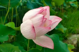 庄子：聪明的人，不社交，不合群图片