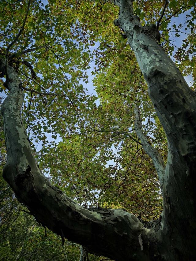 发现一片秋游宝地——紫金山下梧桐大道
