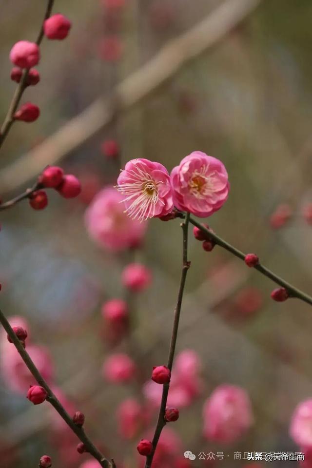 商丘日月湖梅花初绽，邀你共赴寻香之约