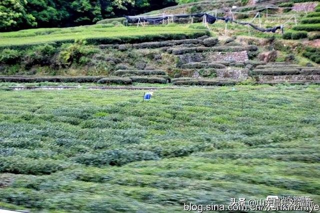 杭州324路公交车沿途风光（皖浙沪旅游122）
