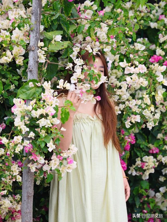 绿光隧道蔷薇花瀑💚昆明春天的隐藏副本