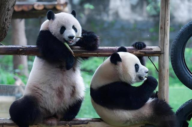 53年来首次，日高官求中方一件事，不到24小时，高市涉台措辞变了