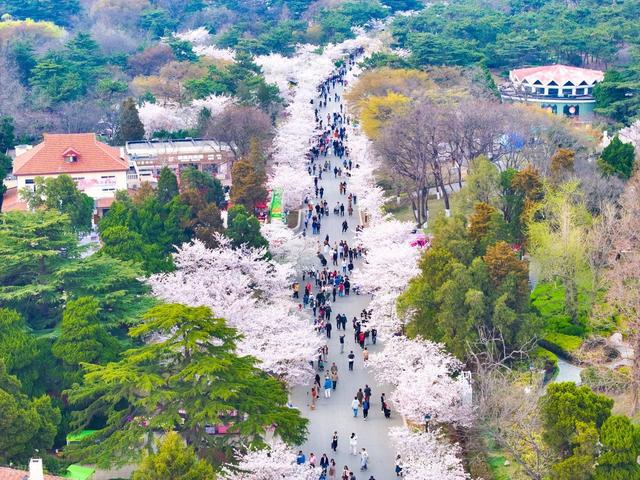春季8个顶级赏樱地，3月盛花期，快去解锁春日花海