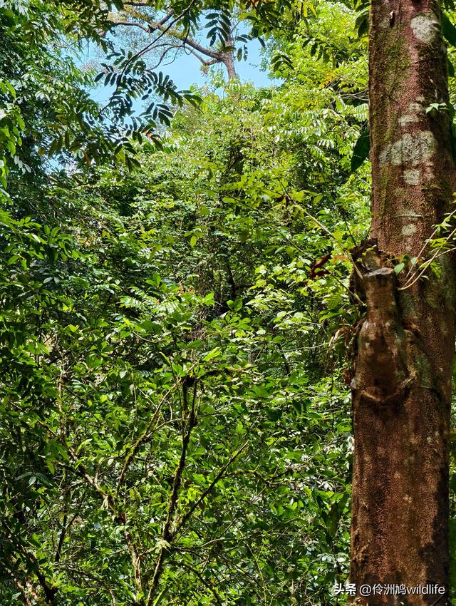 马来西亚(29)砂拉越州③姆鲁山清水洞·风洞