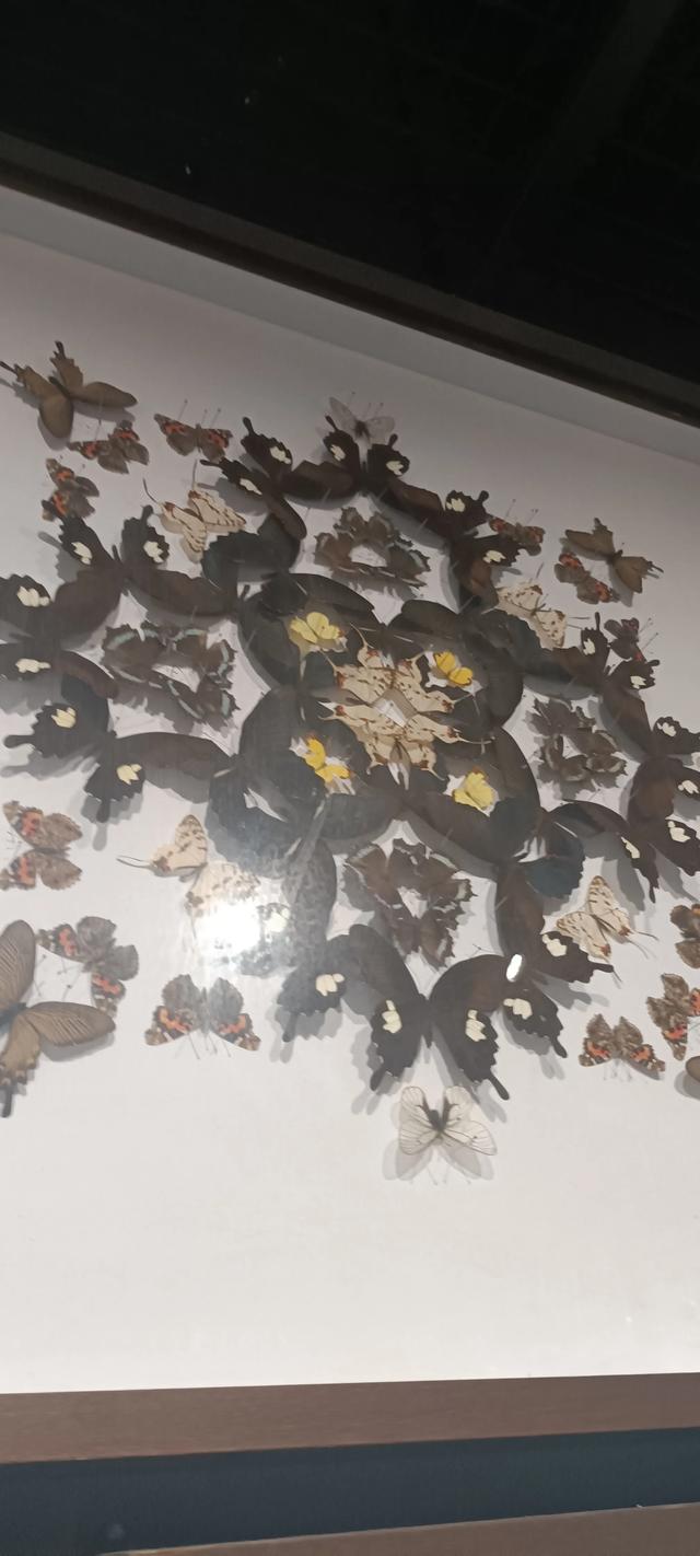 西安长安云昆虫展你来了吗