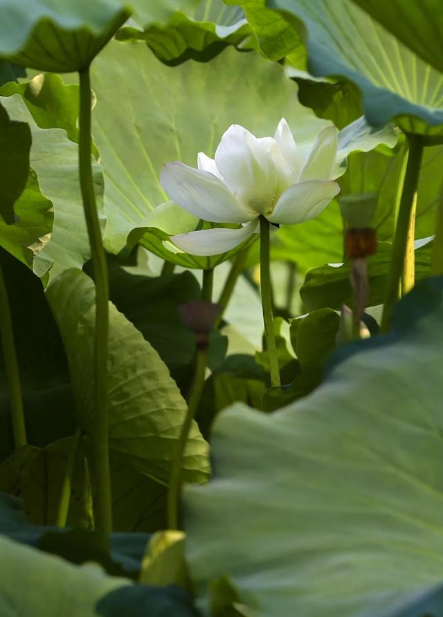 寻美薛城丨快来打卡！锦阳河里的白莲花开了，不妨停下来欣赏感受一下那份纯净与美好！