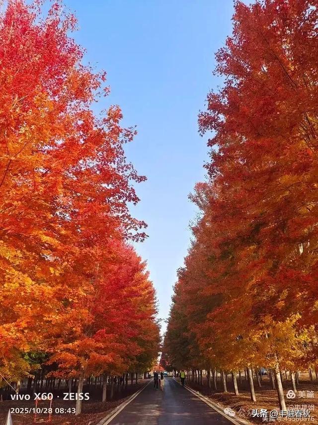 丹枫映秋,枫彩满楼|申艳娟