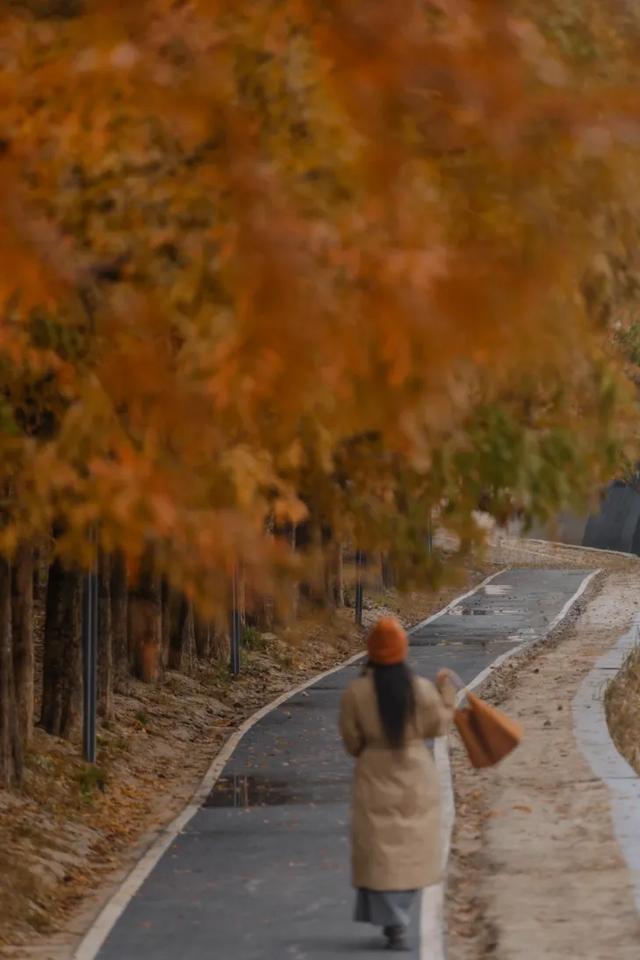 西安城区4个绝美秋景打卡地!