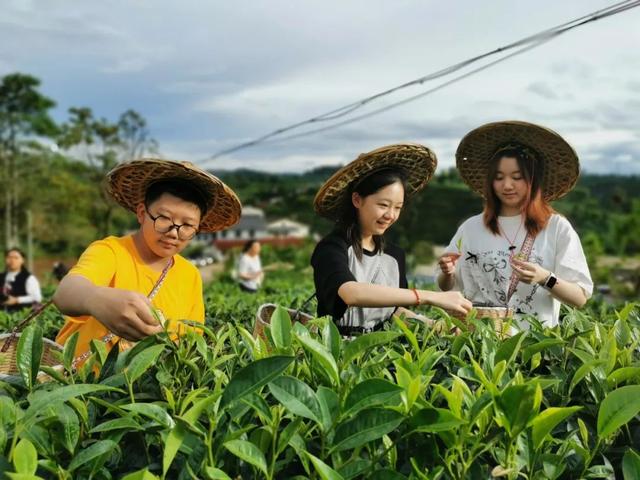茶香伴夏 研学正酣 思茅区暑期茶旅融合激活产业新动能