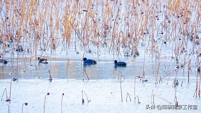 一场大雪，南京暴增20多个“5A景区” ！